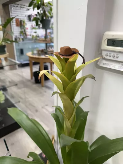 plant/Plant cowboy hat-0-thumbnail