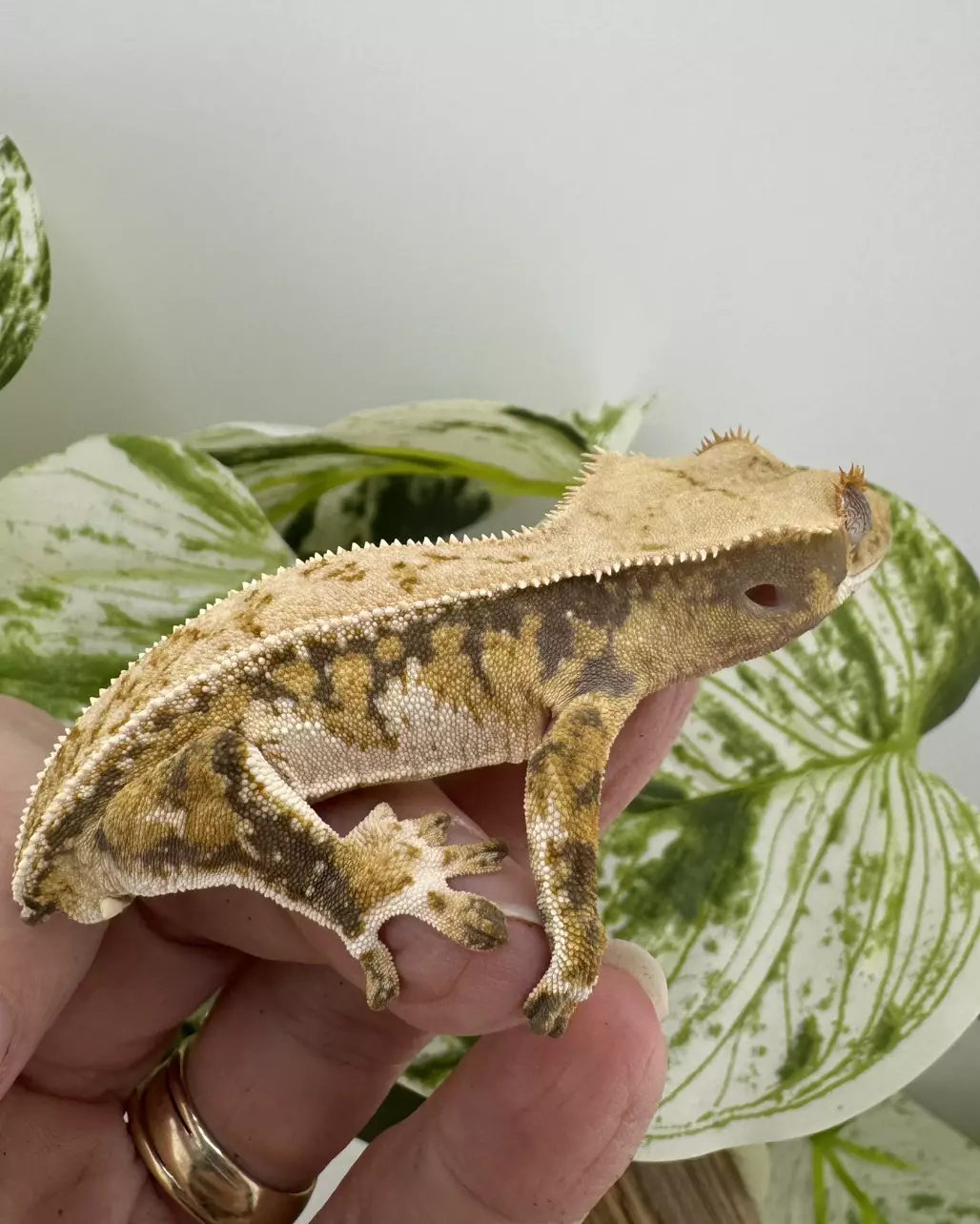 plant/FF16 Morph Menagerie 12.3g Male-1