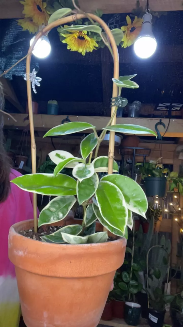 plant/Queen-0