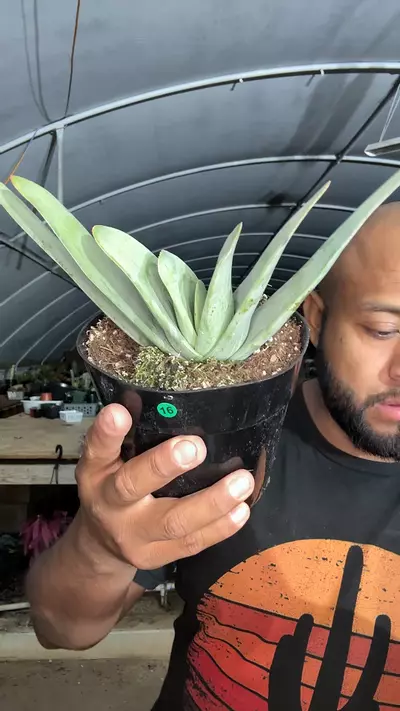 plant/G16 aloe plicatilis-0-thumbnail