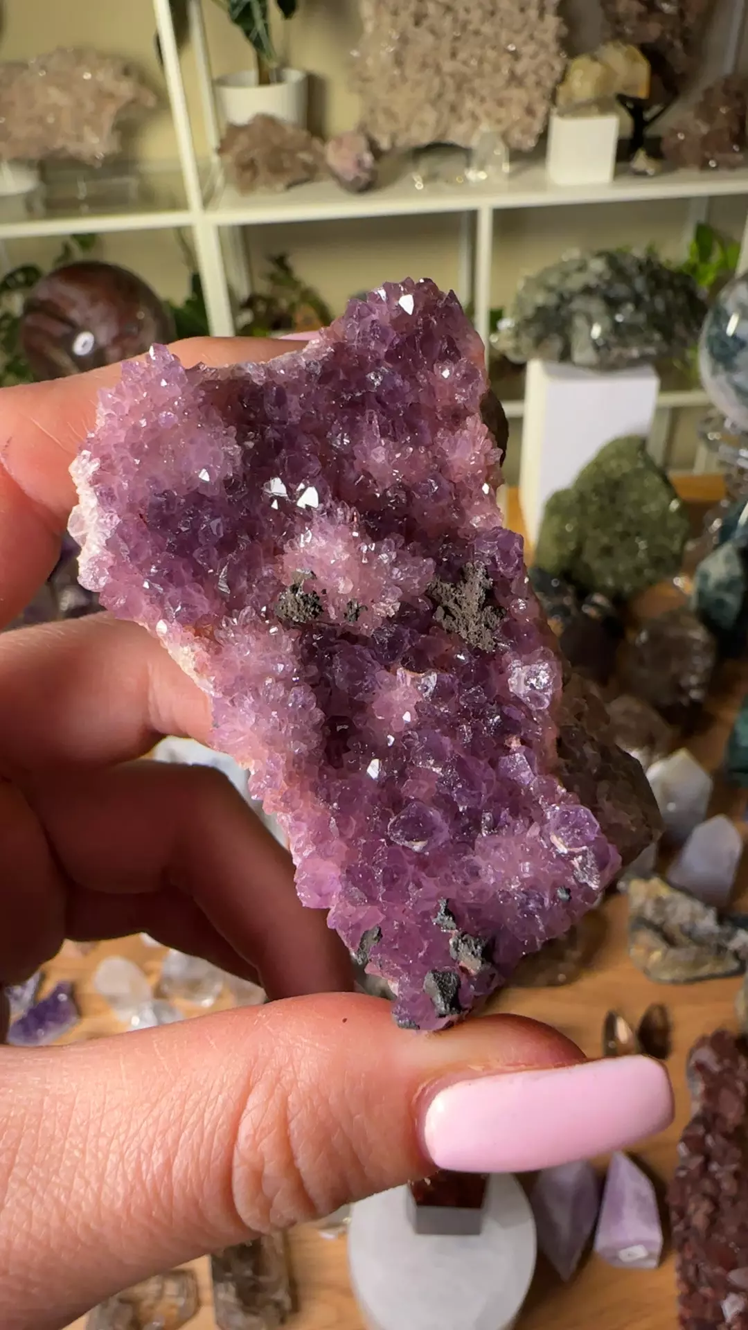 plant/Alcam amyethyst-0