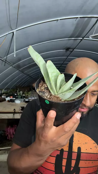 plant/G15 aloe plicatilis-0-thumbnail