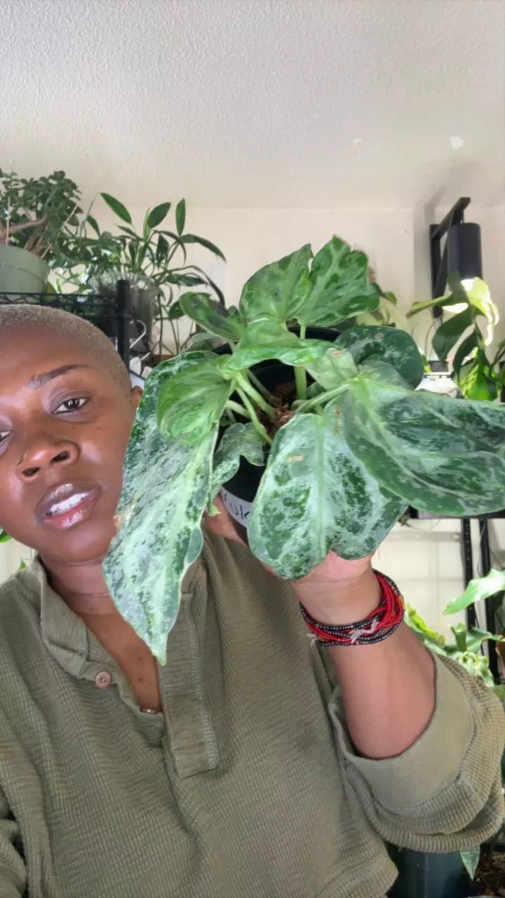 plant/Ant. Silver Blush Mutation-0