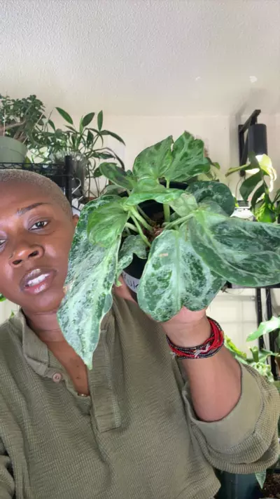 plant/Ant. Silver Blush Mutation-0-thumbnail