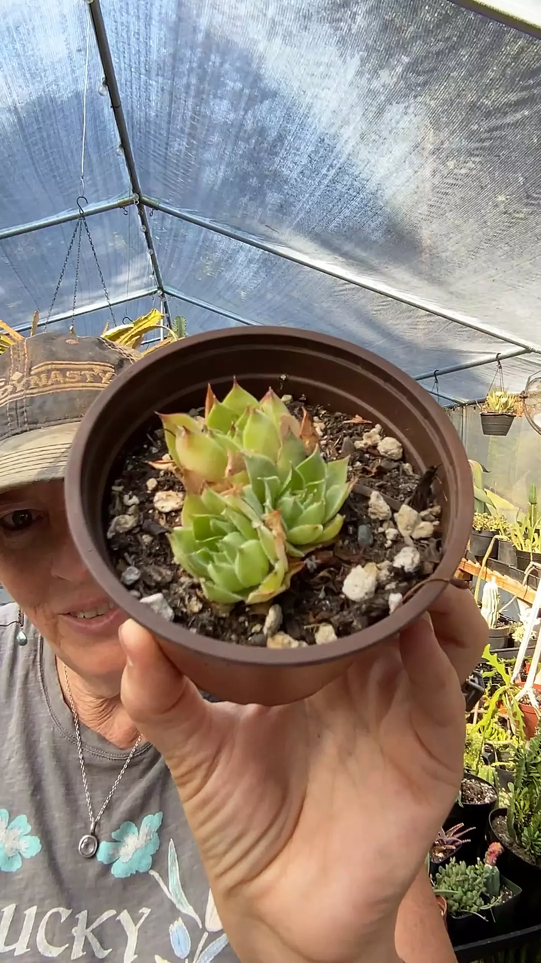 plant/Hardy Sempervivum-0