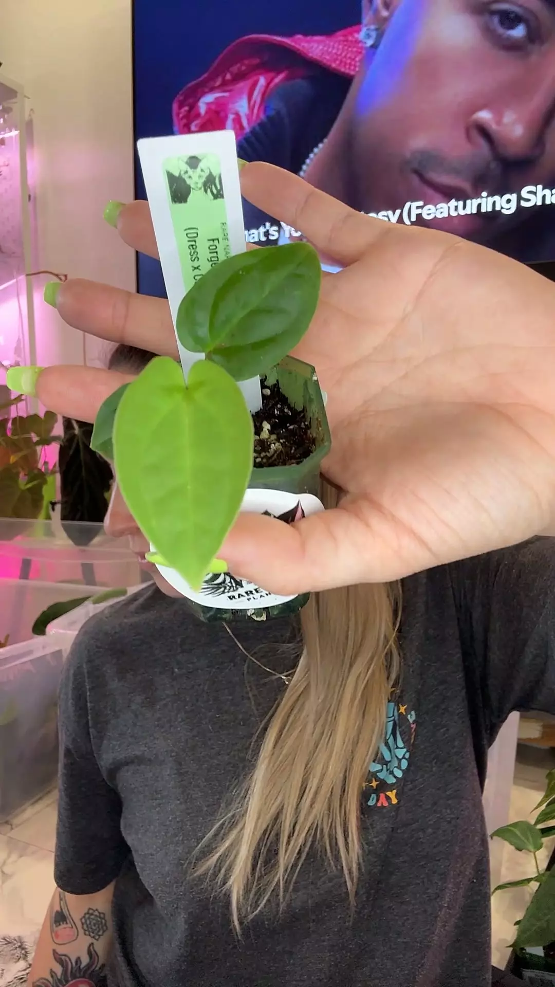 plant/Anthurium forgetii x dress Carla-0
