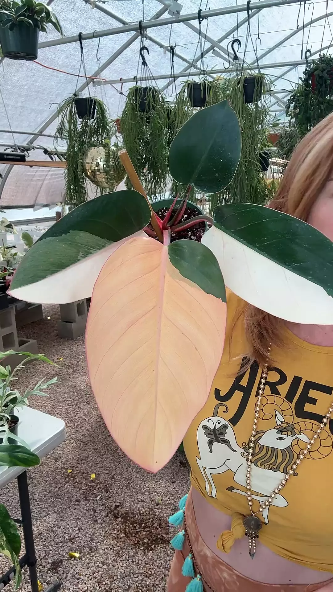 plant/PL181: Variegated Red Congo-0