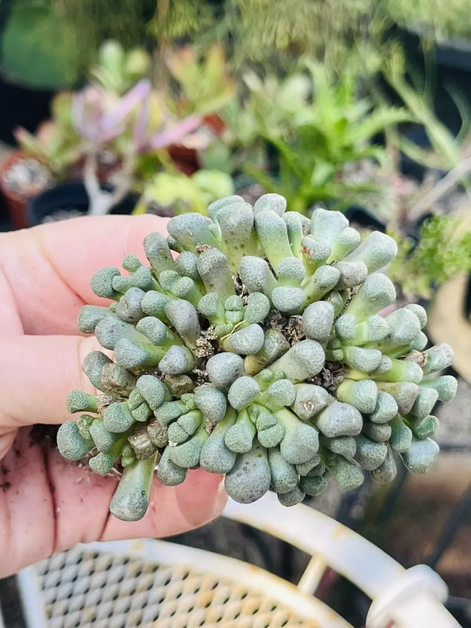 plant/Aloinopsis Schoonsii 4-0