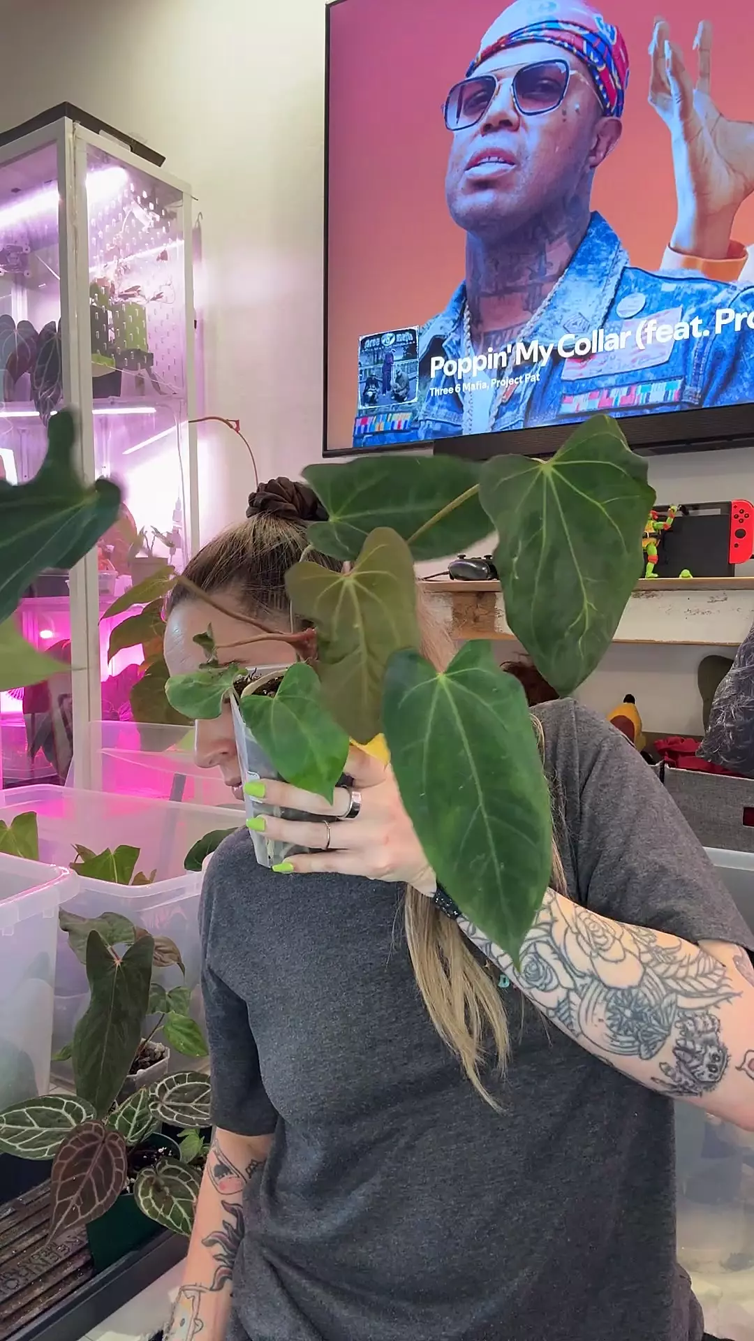 plant/Anthurium ftg Rlfs x Carla goddess pap soulreaper-0