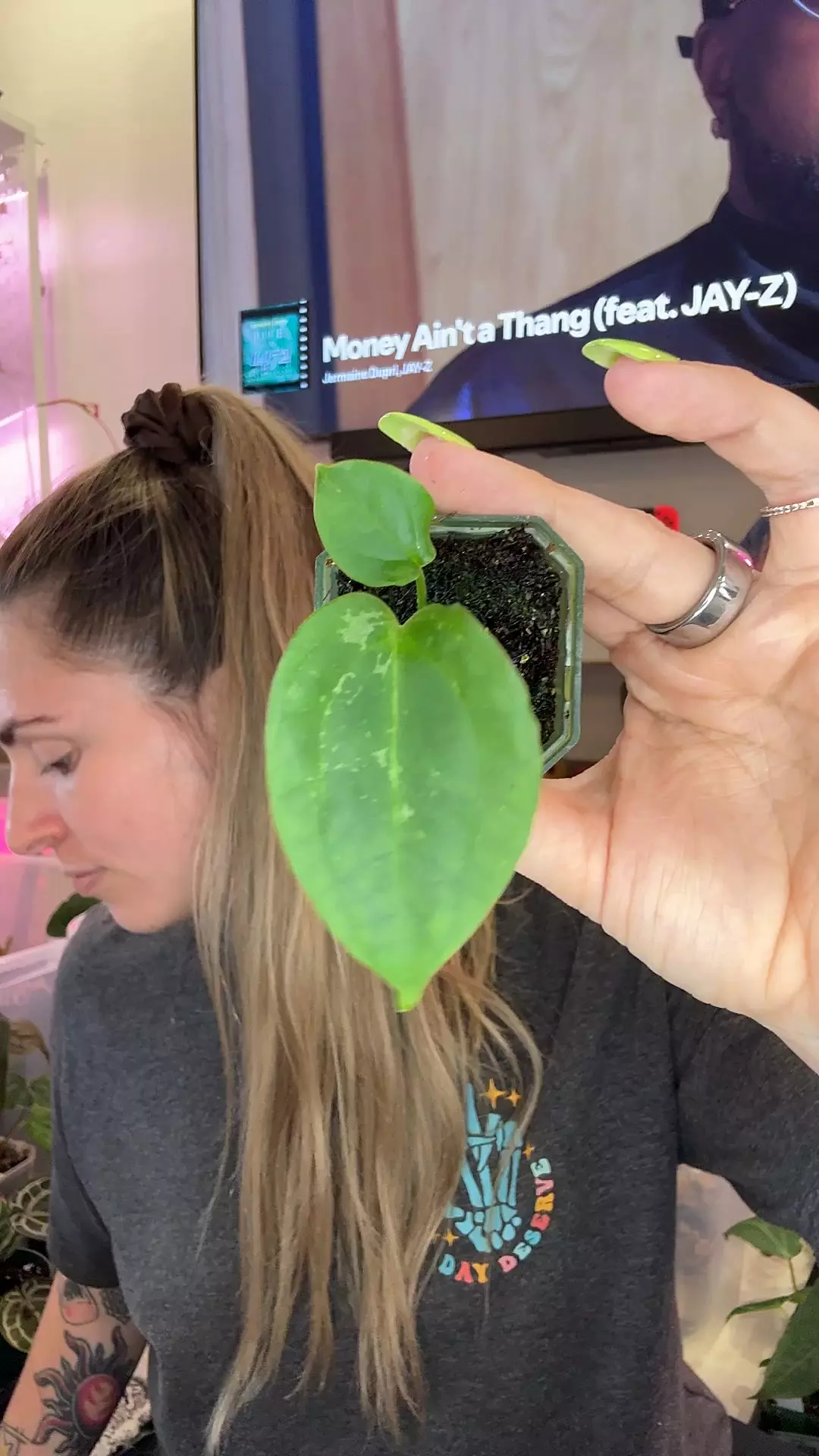 plant/Anthurium doc f2 x bvep-0