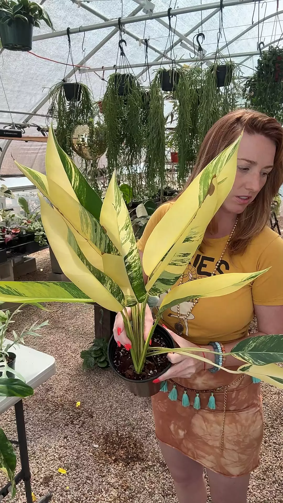 plant/PL177: Epipremnum Giganteum Aurea-0