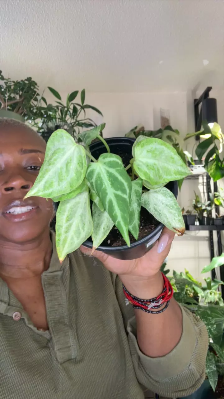 plant/Ant. Mint Clari-0