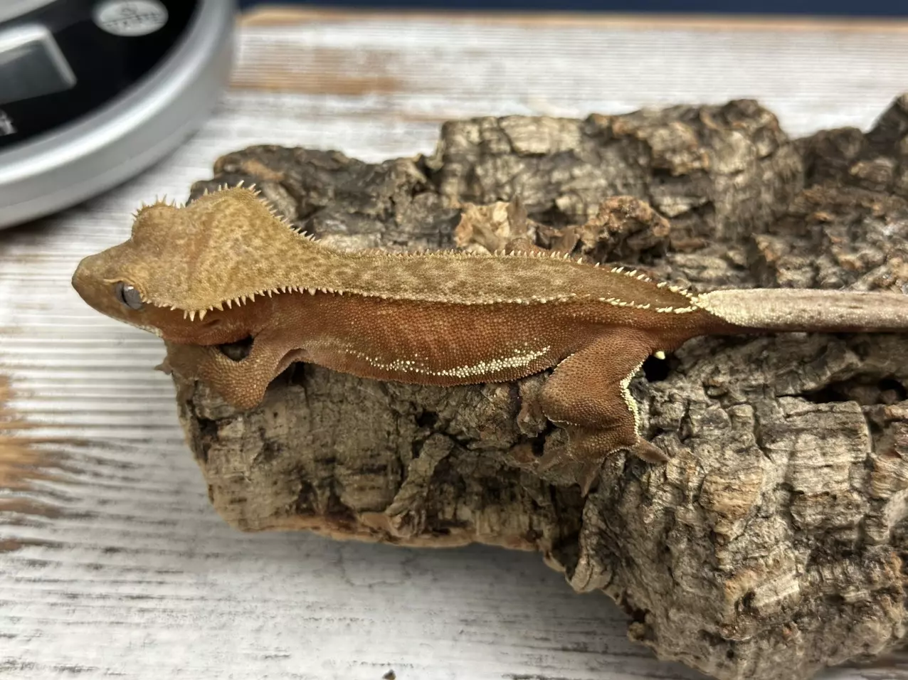 plant/544b 18g Male Red phantom pinstripe white out het eb-1