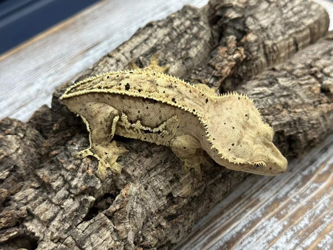 plant/258a 44g RTB female yellow pinstripe-0