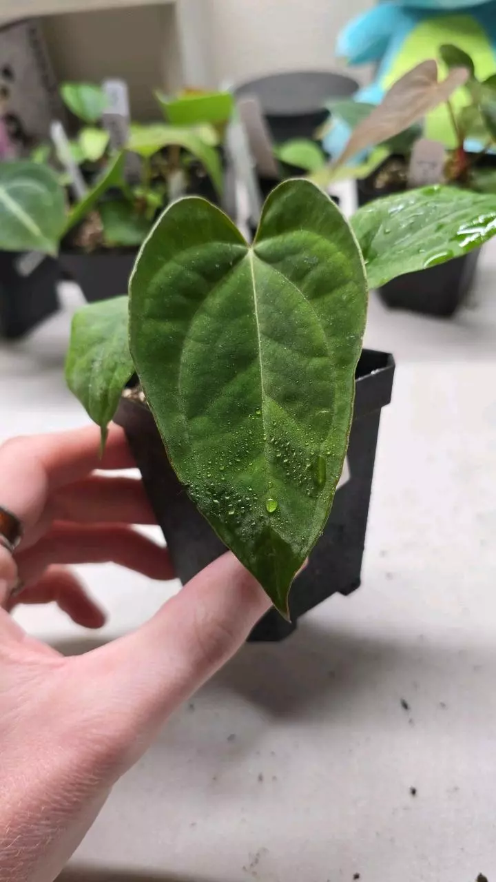 plant/0296-14 NOID 'Yvienne' x Windy Dressleri-0