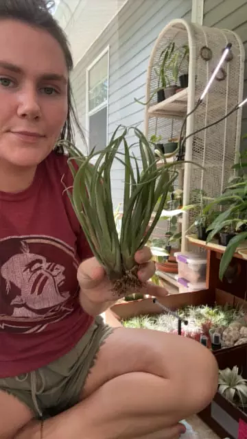 plant/Guzmanoides SALE-0