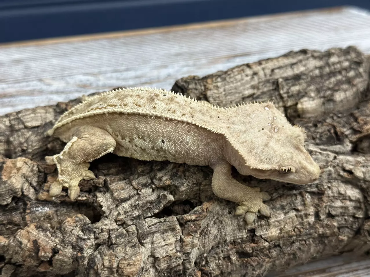 plant/273b 36g Female Yellow hypo pinstripe whitewall-1