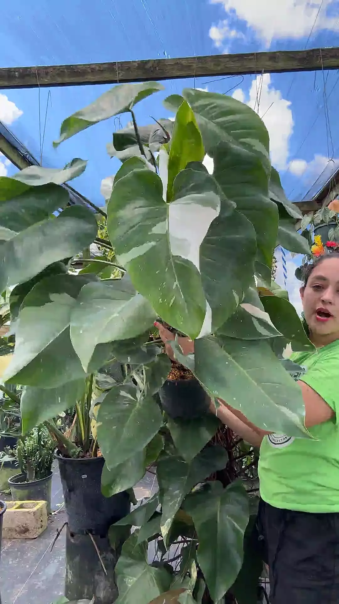 plant/philodendron white princess 1gl 0074-0