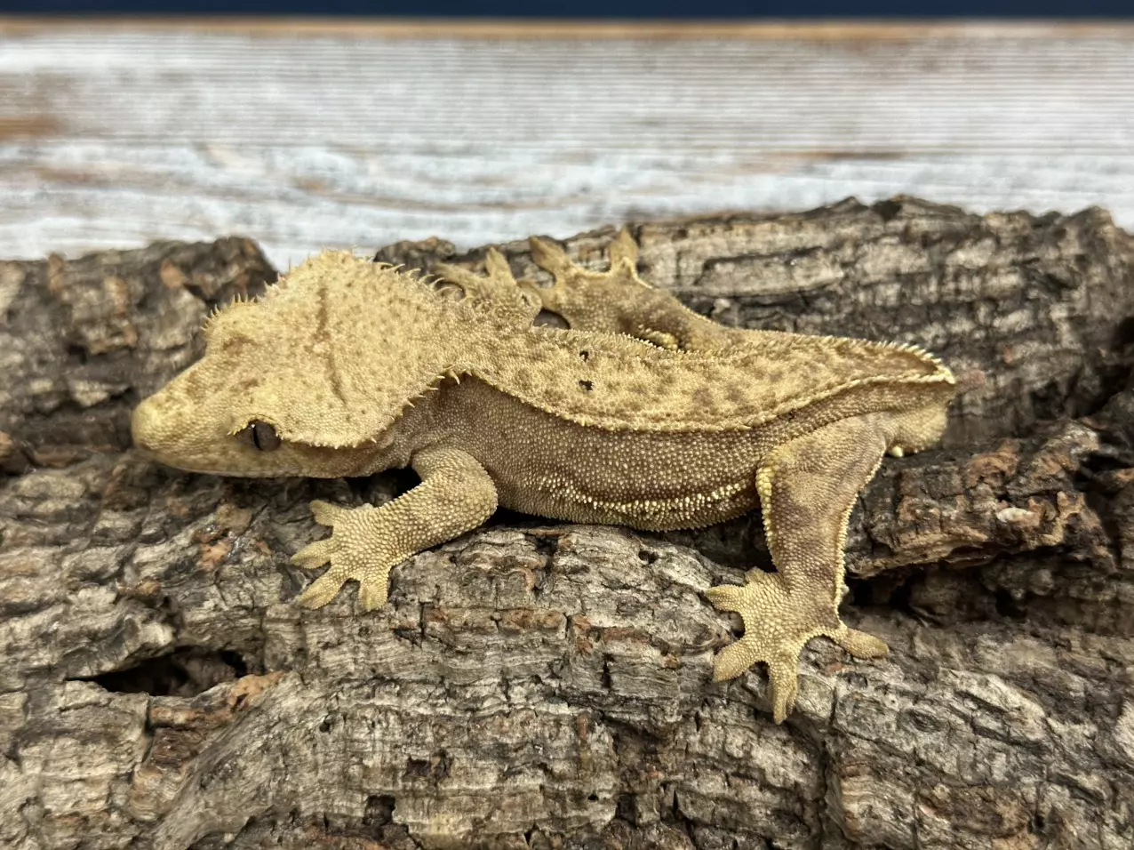 plant/306a 26g Male Strawberry Blonde pinstripe-1