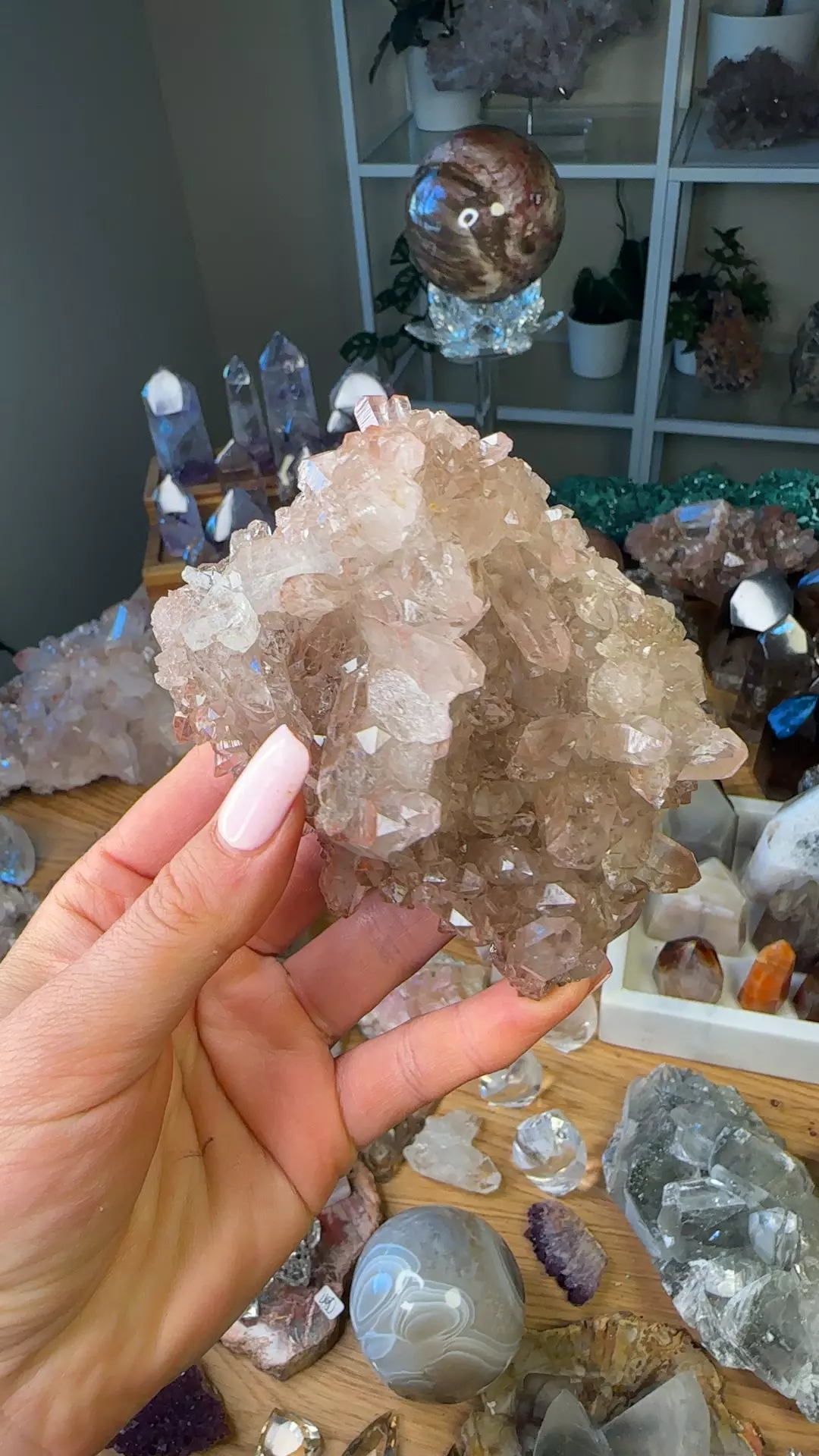 plant/Scarlet pink Lemurian-0