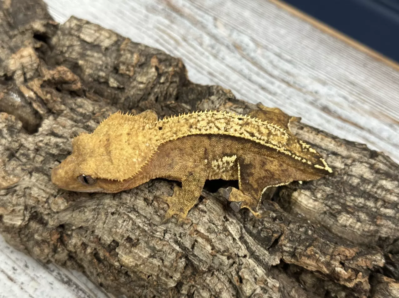 plant/283 28g Female Pinstripe-0