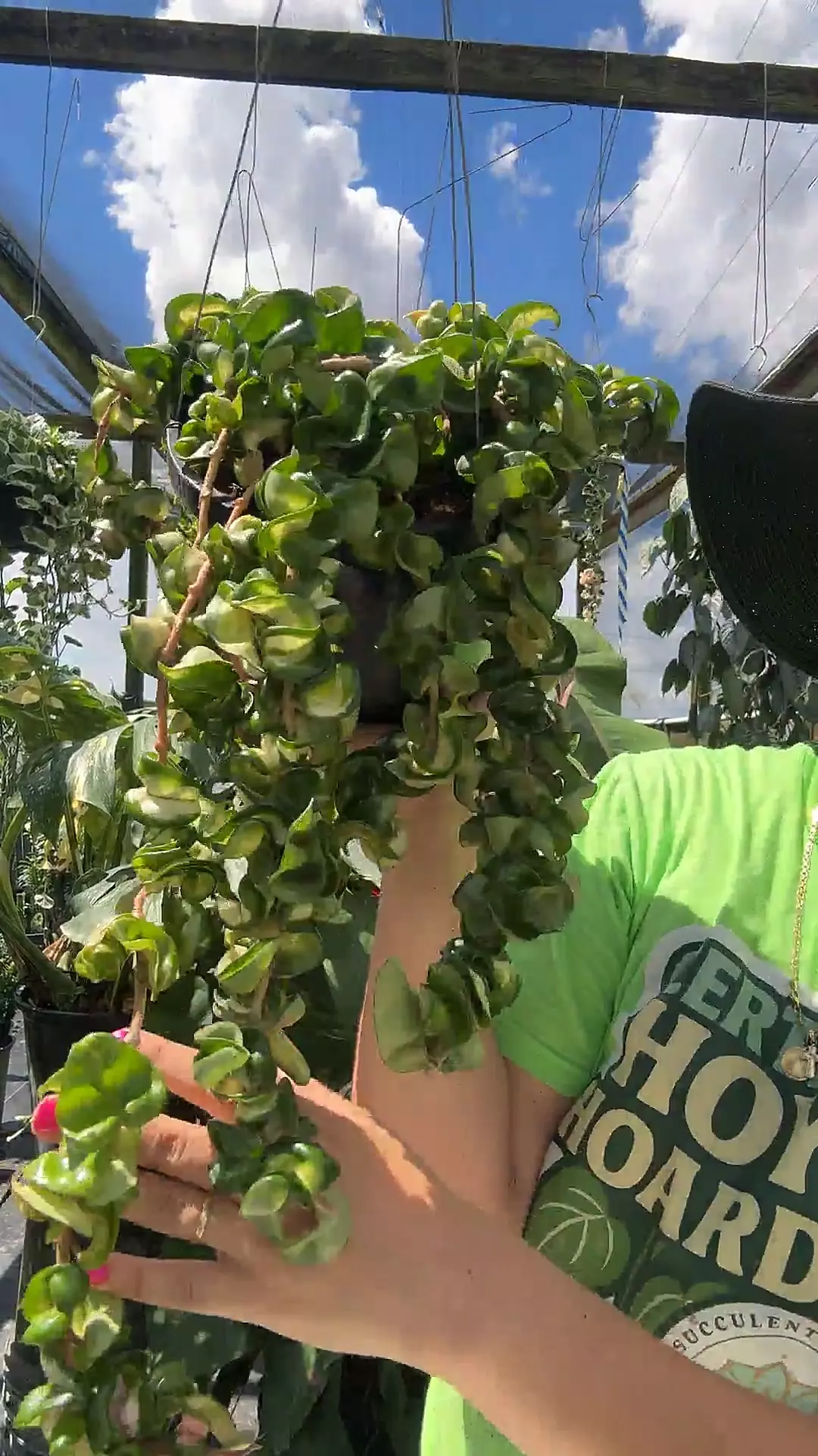plant/8” 0084 hoya Mauna Loa-0