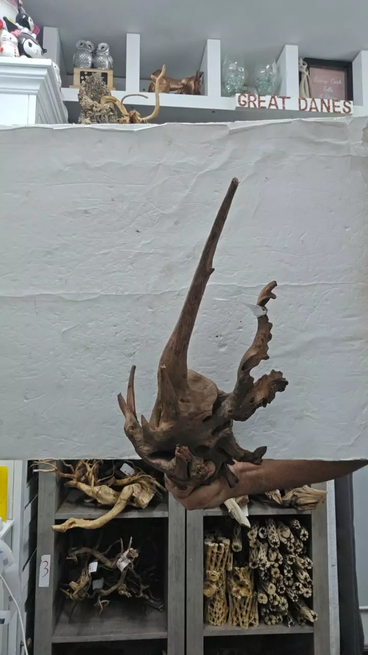 plant/Pacific wood xl-0