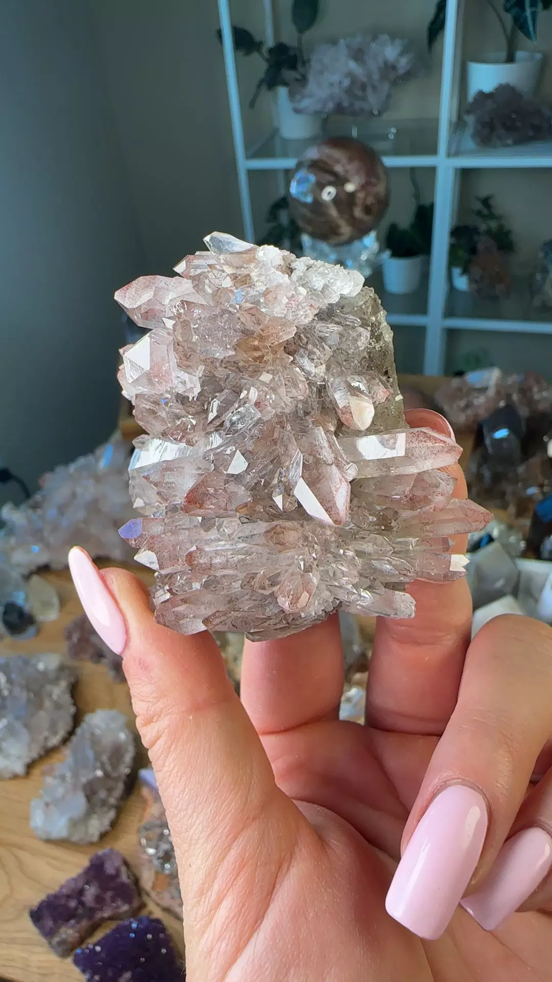 plant/scarlet pink Lemurian cluster-0