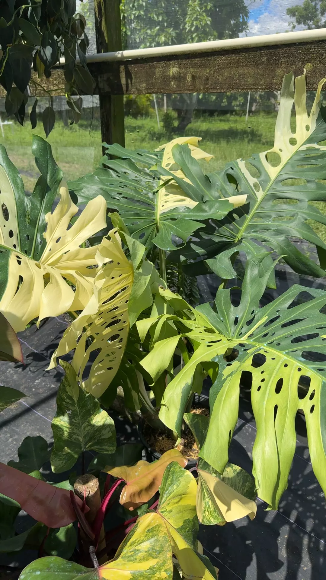 plant/Monstera albo LF-0