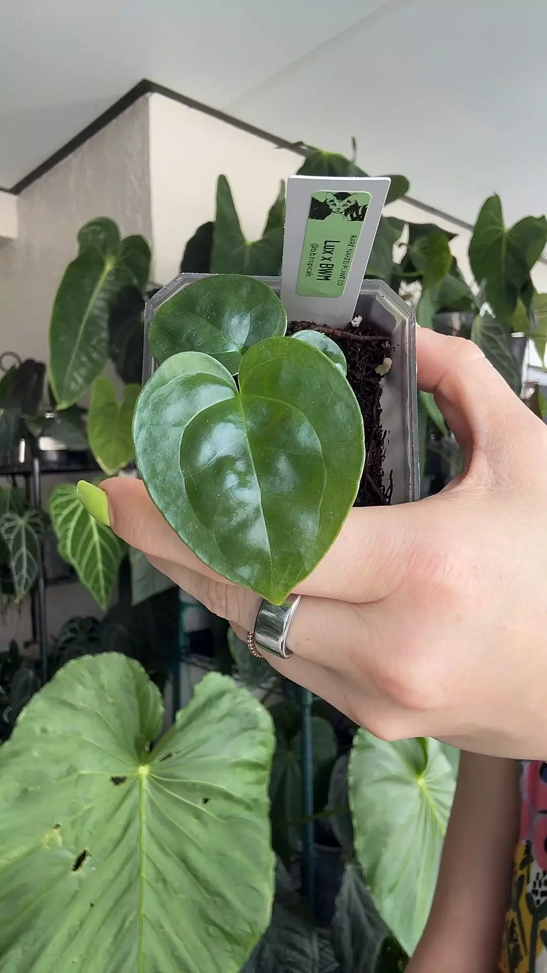 plant/Anthurium lux x BWM-0