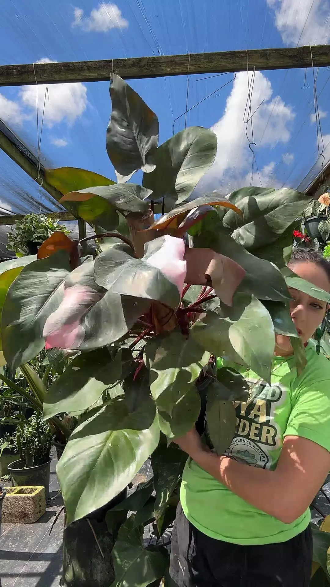plant/philodendron ppp 0069 1gl-0