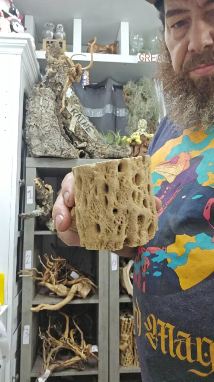 plant/Cholla stump-0