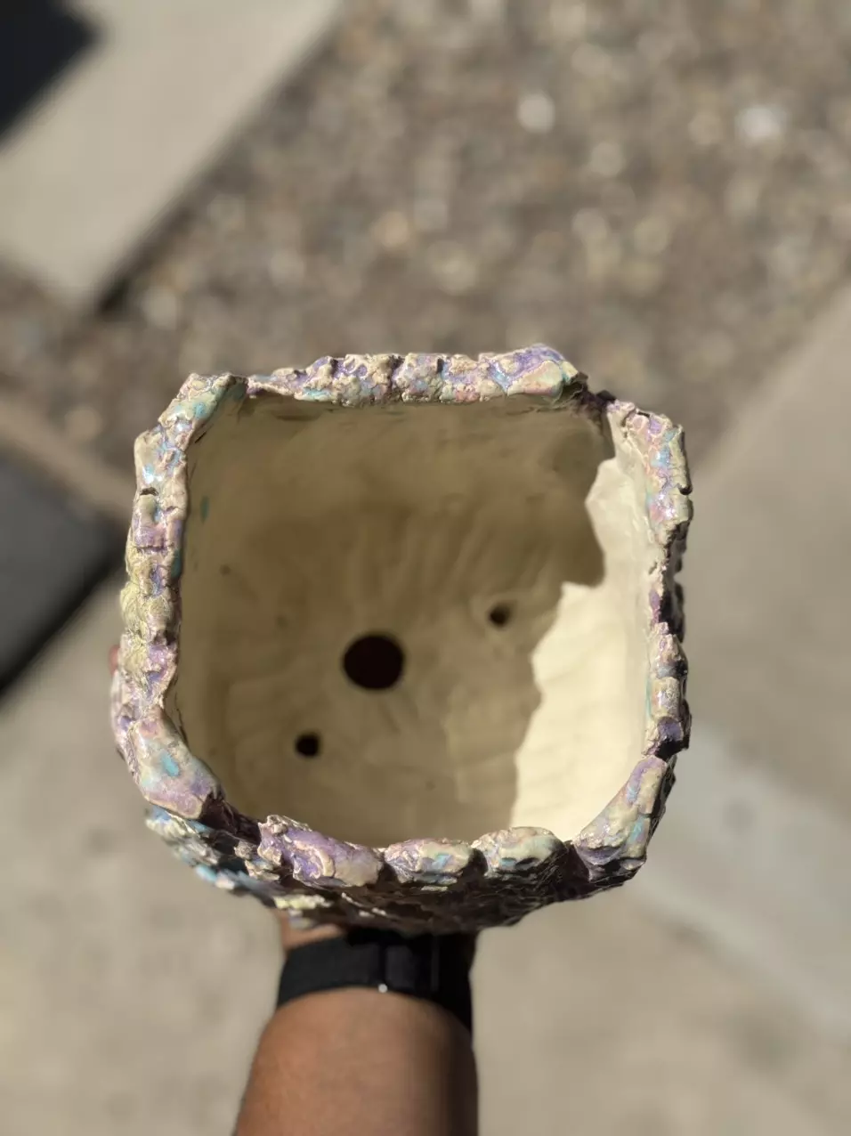 plant/Variegated cotton candy square 5.5x5H-1