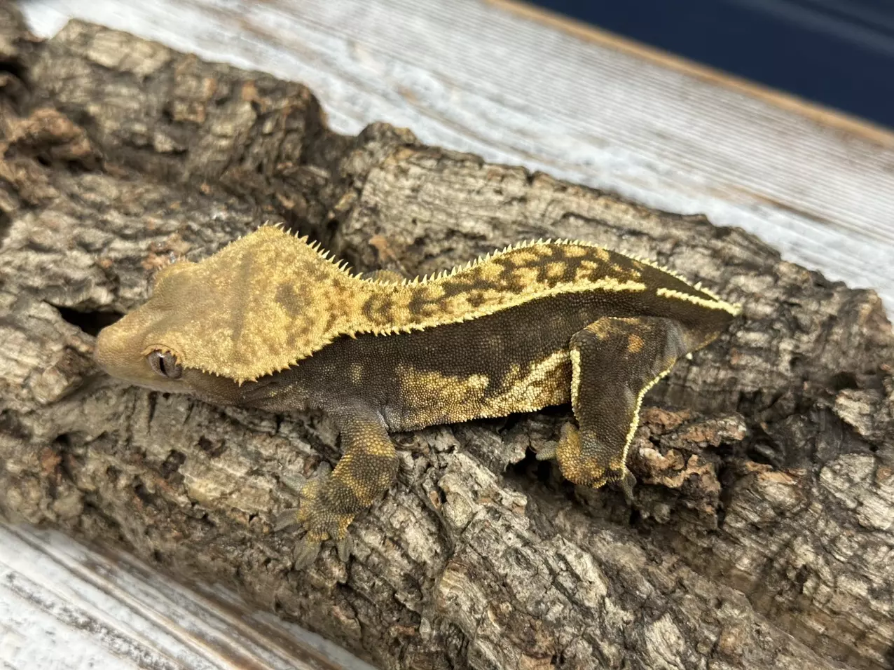 plant/266a 35g Female Lavender Pinstripe-1