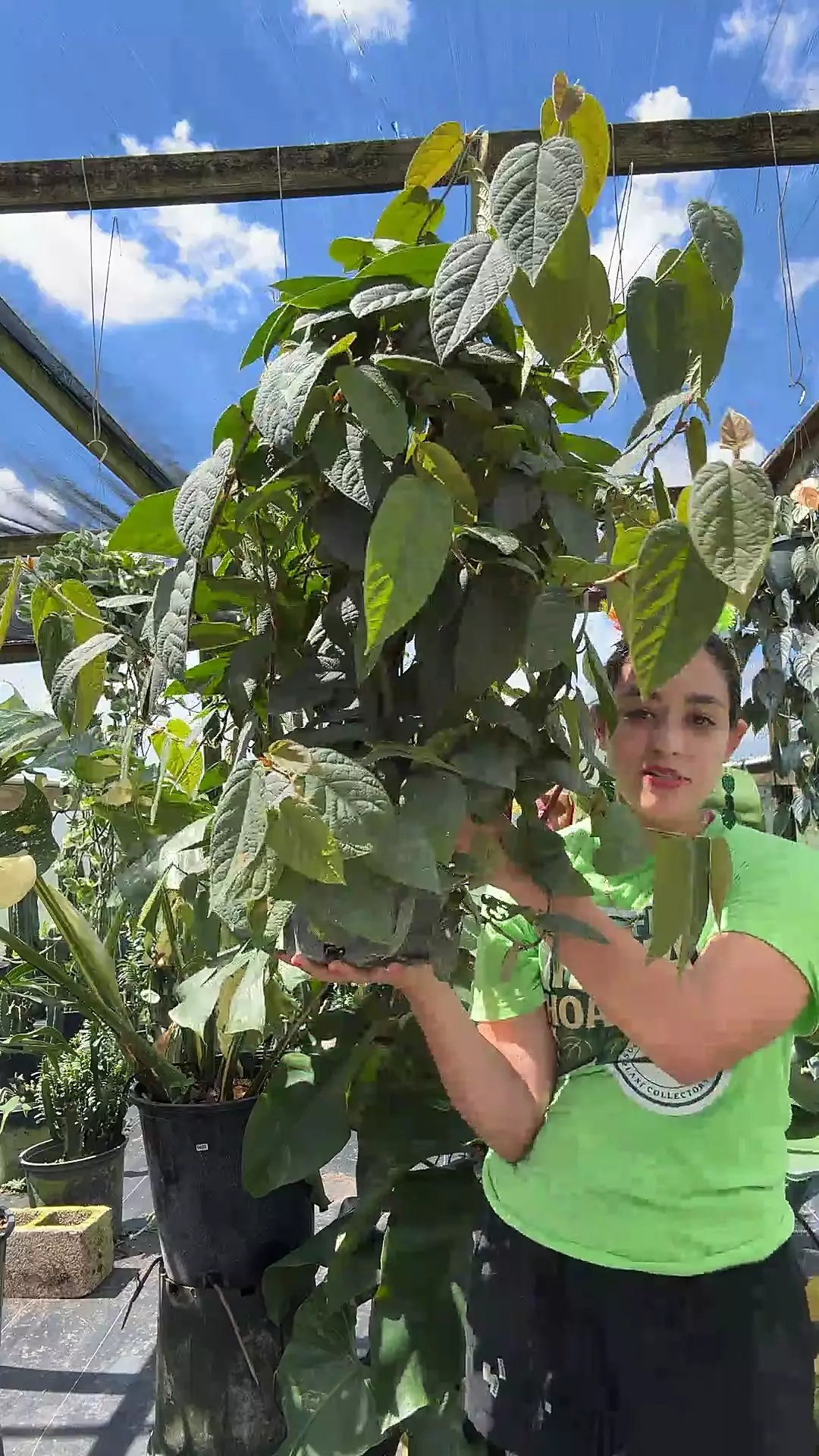 plant/piper 1gl 0080 Brillosa-0