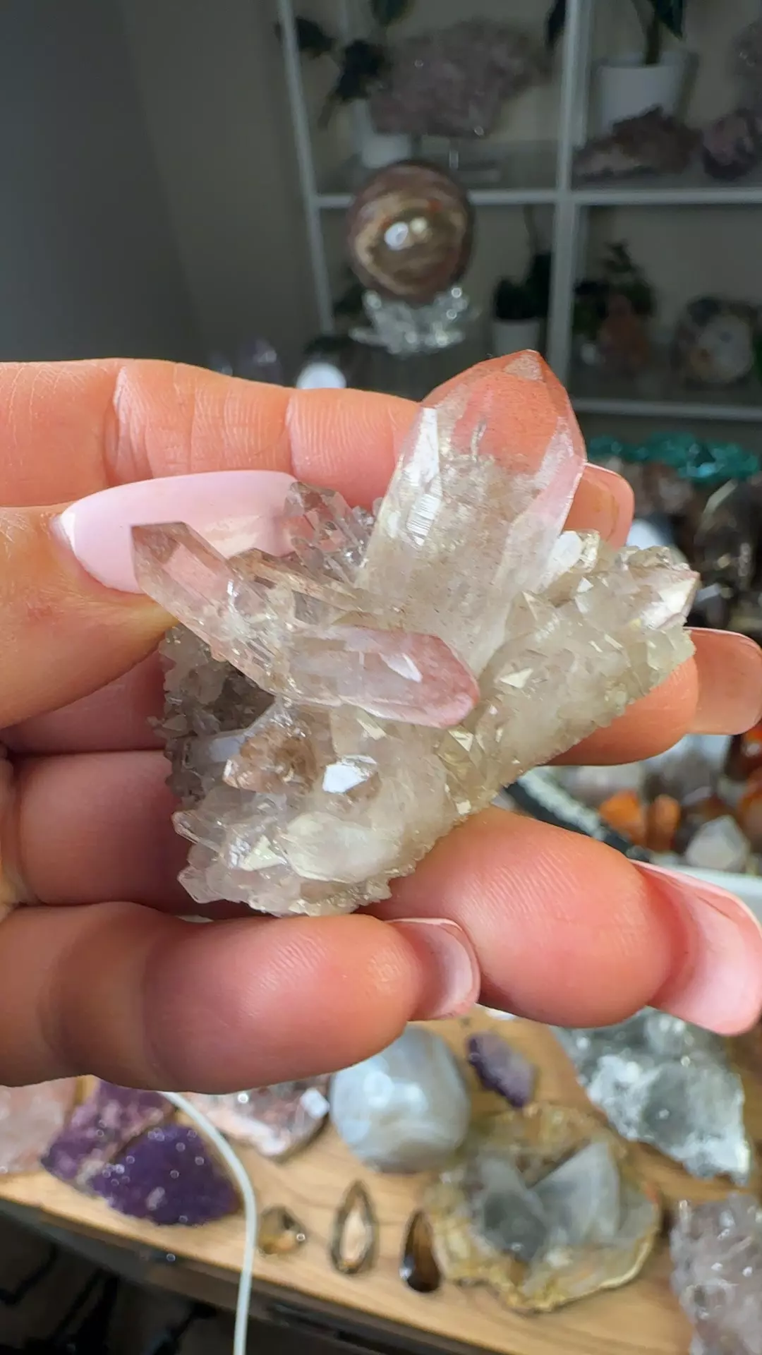 plant/Scarlet pink Lemurian 42-0