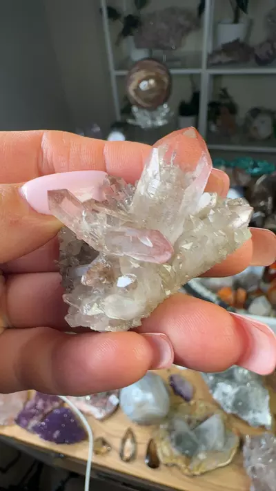 plant/Scarlet pink Lemurian 42-0-thumbnail