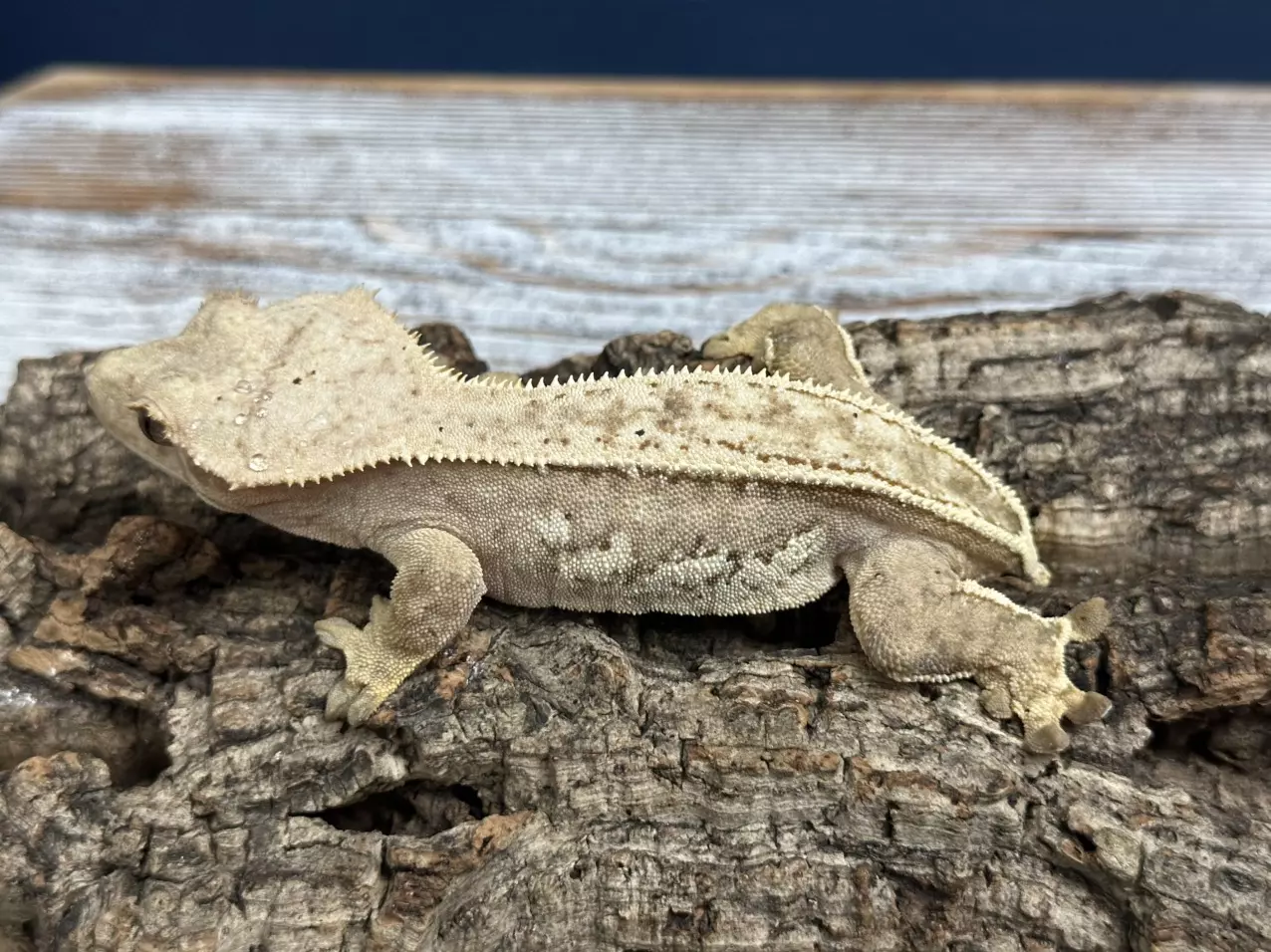 plant/273b 36g Female Yellow hypo pinstripe whitewall-0