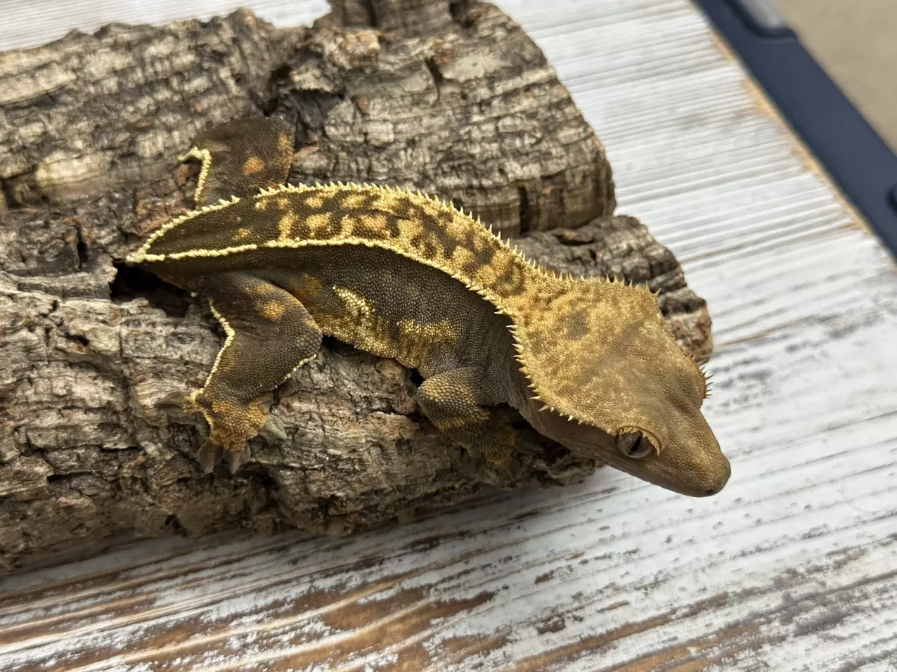 plant/266a 35g Female Lavender Pinstripe-0