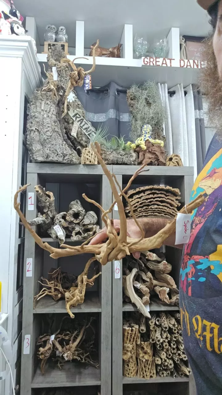 plant/Spiderwood l1-0