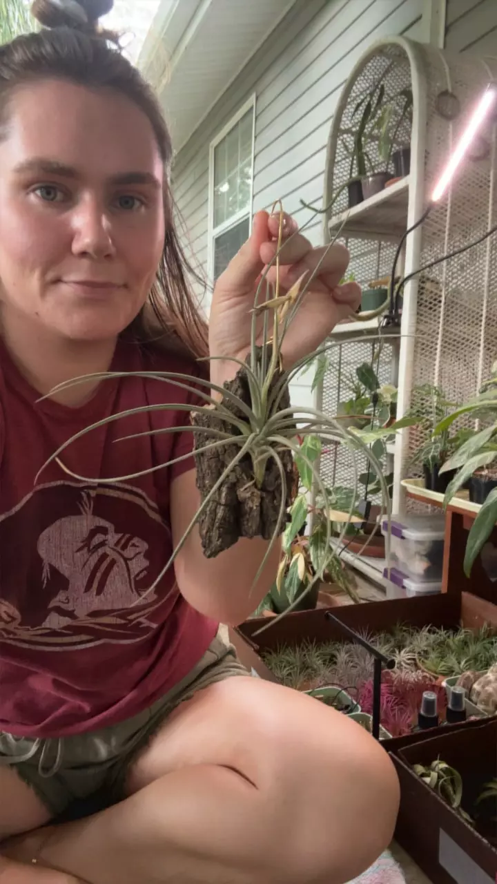 plant/Hanging mounted AP-0
