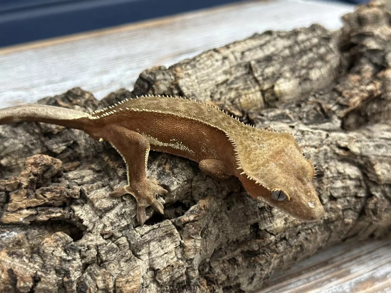 plant/544b 18g Male Red phantom pinstripe white out het eb-0