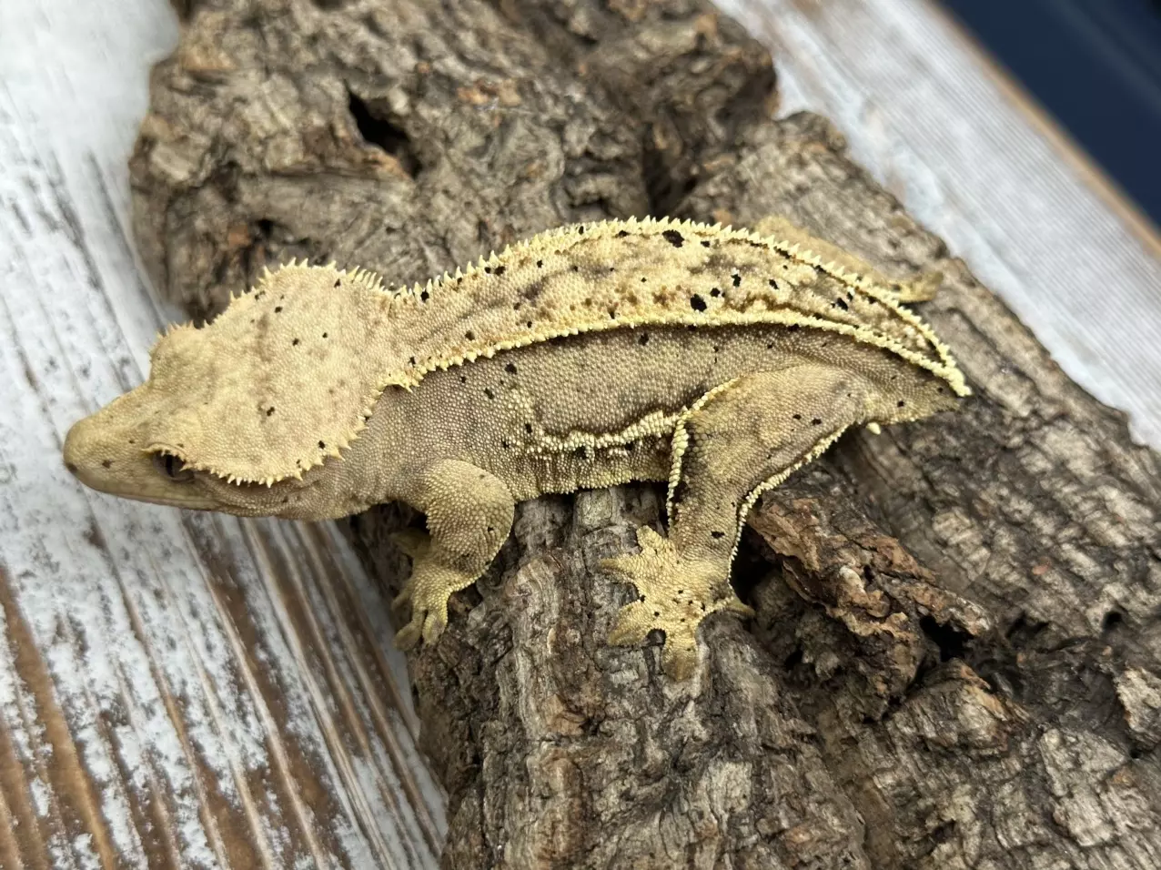 plant/258a 44g RTB female yellow pinstripe-1