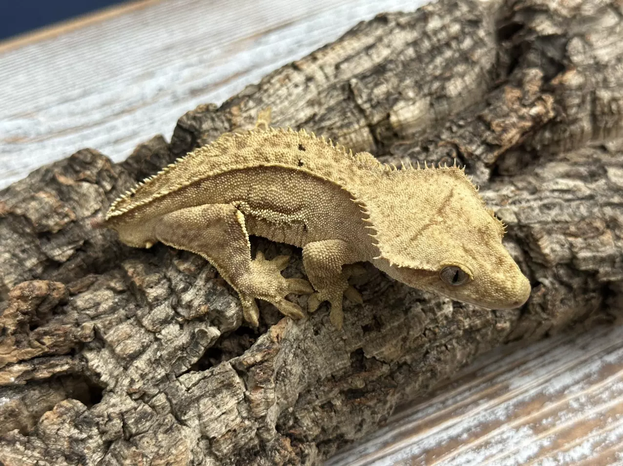 plant/306a 26g Male Strawberry Blonde pinstripe-0