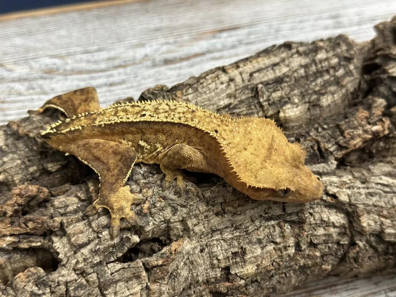plant/283 28g Female Pinstripe-1
