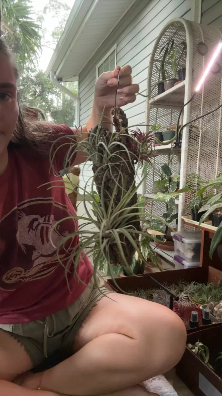 plant/Hanging mounted AP-0