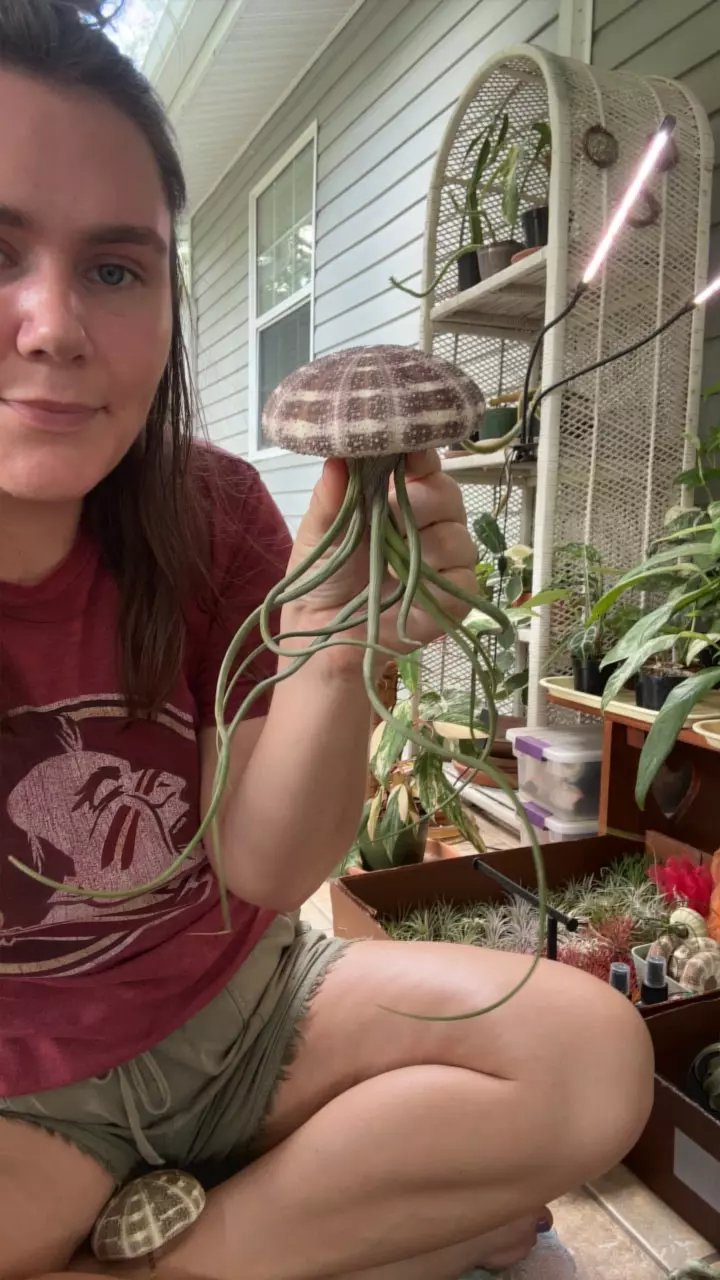 plant/Striped shell-0