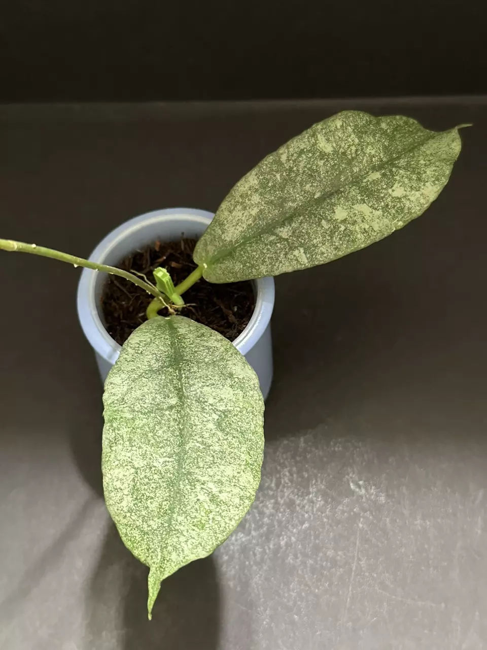 plant/1616 Hoya mitrata (silver) (fka sp. Buntok silver)-0