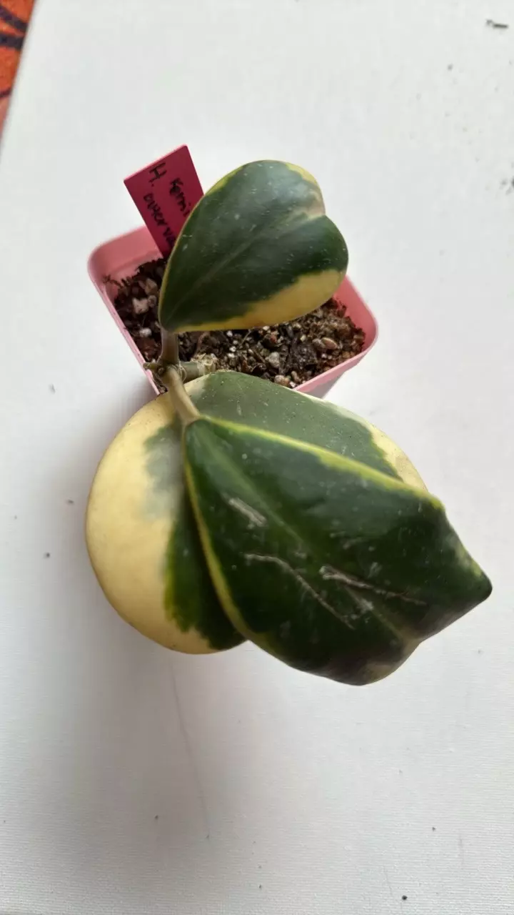 plant/Hoya Kerrii Outer Var-0