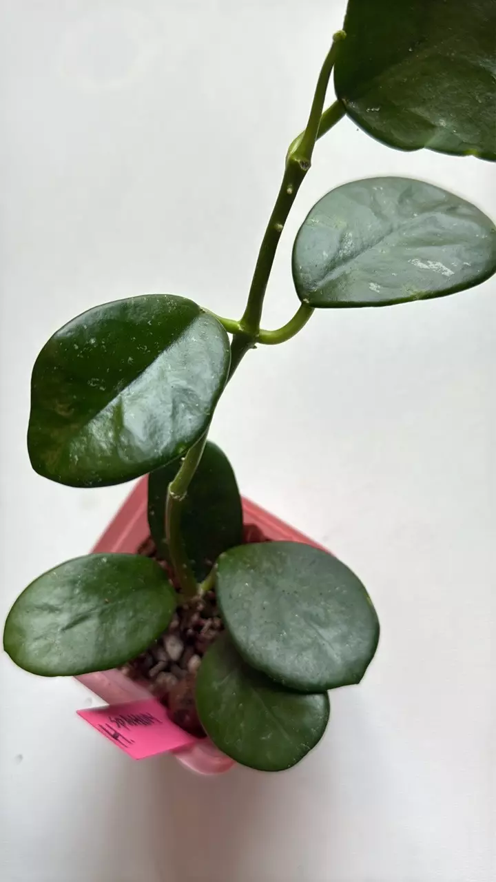plant/Hoya Sp AH014-1